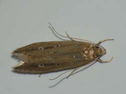 Image of Limnaecia phragmitella Stainton 1851