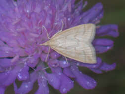 Image of Udea lutealis