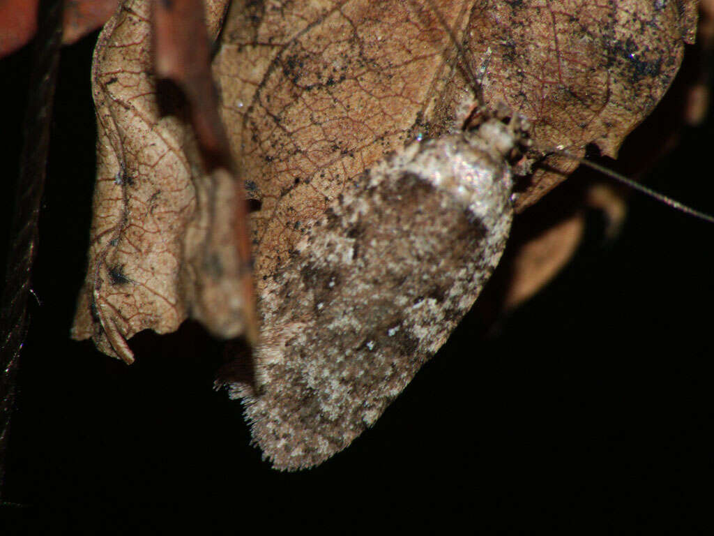 Image of large carrot flat-body