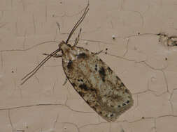 Image of Agonopterix arenella Denis & Schiffermüller 1775