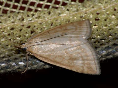 Image of Udea lutealis