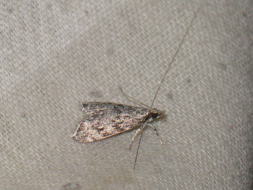 Eudonia truncicolella Stainton 1849的圖片