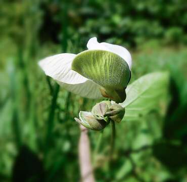 Image of flor de conchitas