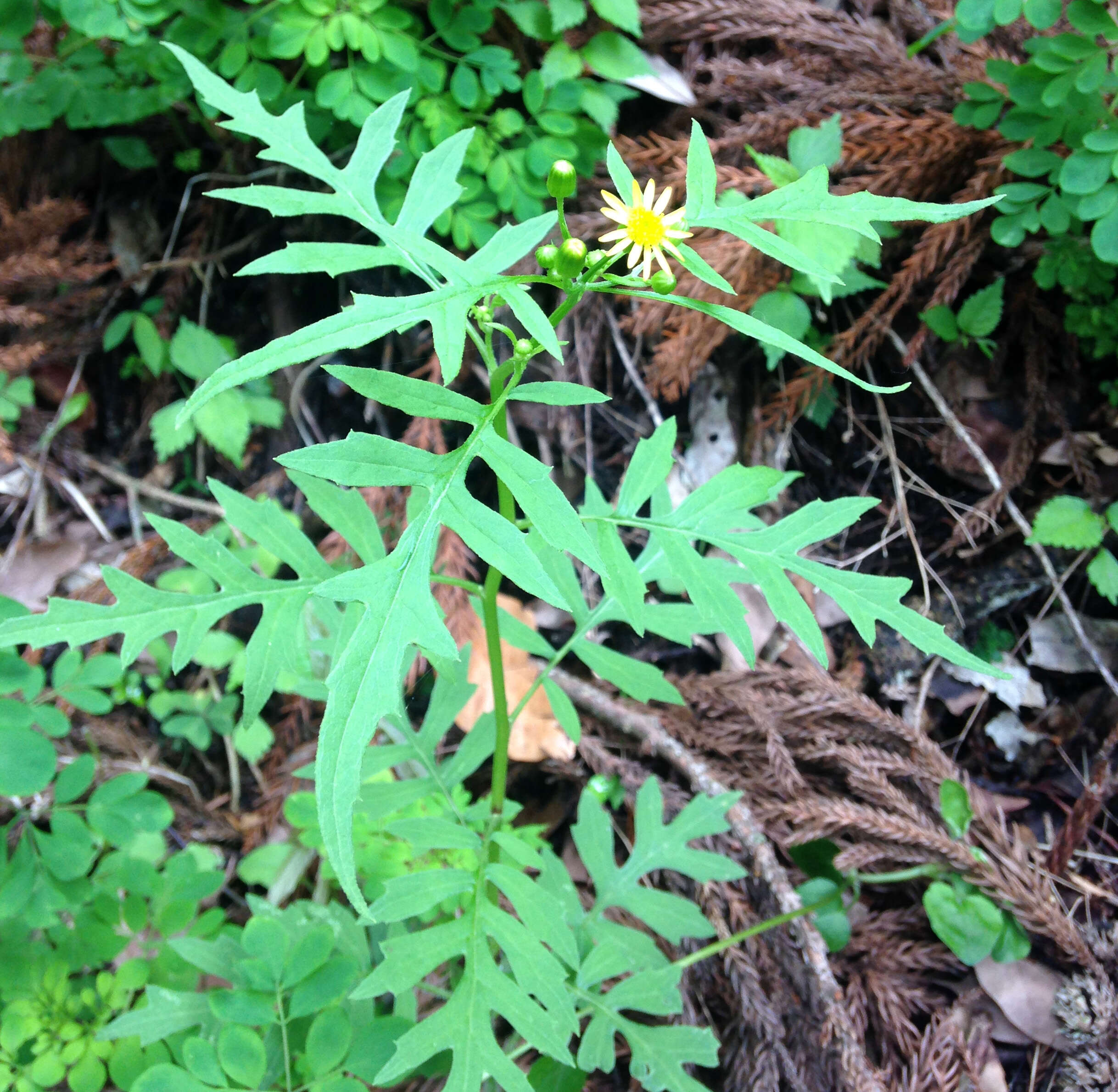 صورة Nemosenecio nikoensis (Miq.) B. Nord.