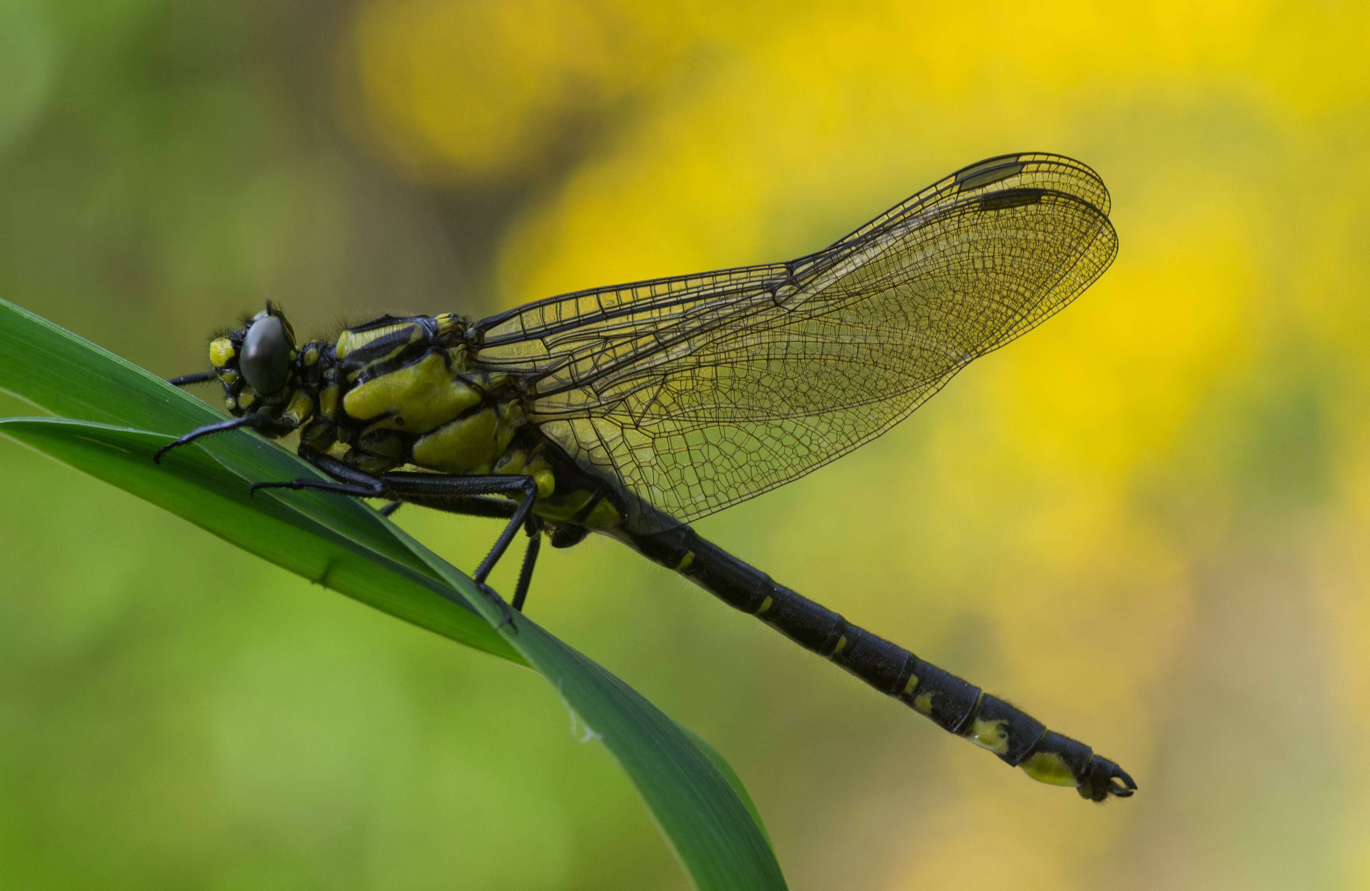 Image of Club-tailed Dragonfly