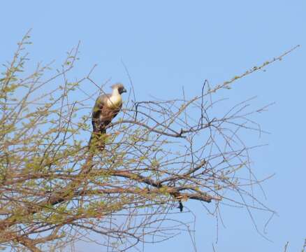 Image of Bare-faced Go-away Bird