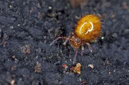 Image of globular springtail