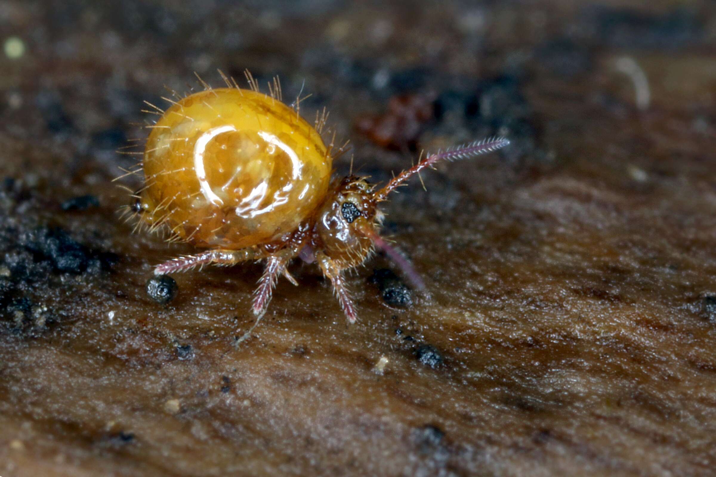 Image of globular springtail