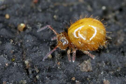 Image of globular springtail