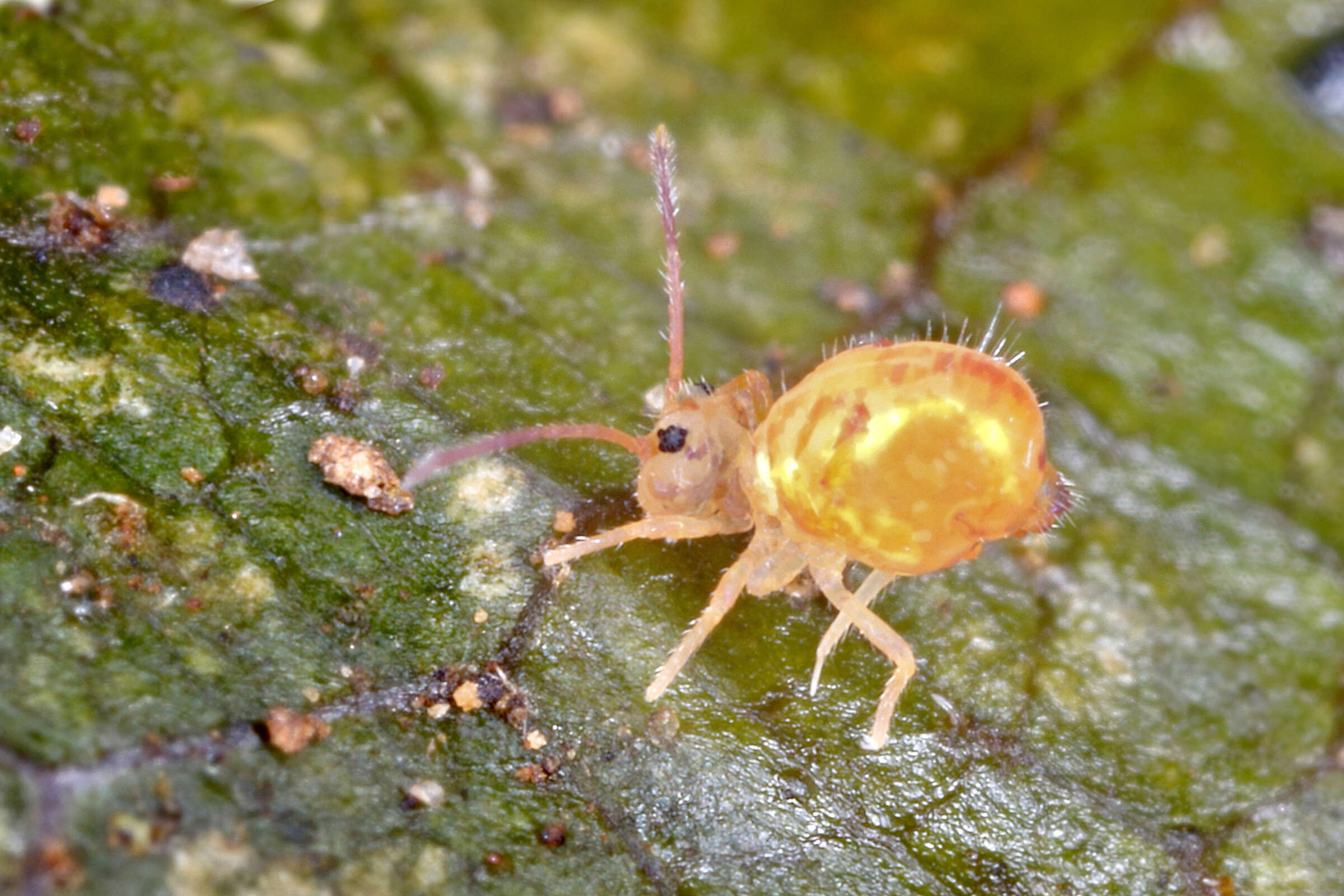 Image of Dicyrtomina