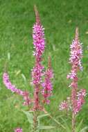 Image of Purple Loosestrife