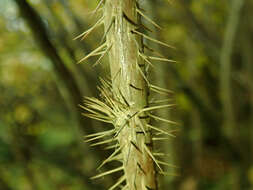 Image of Siberian ginseng