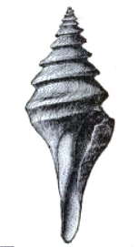 Image of Leucosyrinx subgrundifera (Dall 1888)