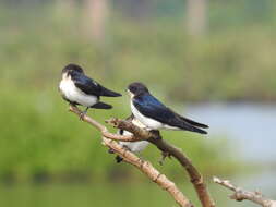 Hirundo smithii Leach 1818 resmi