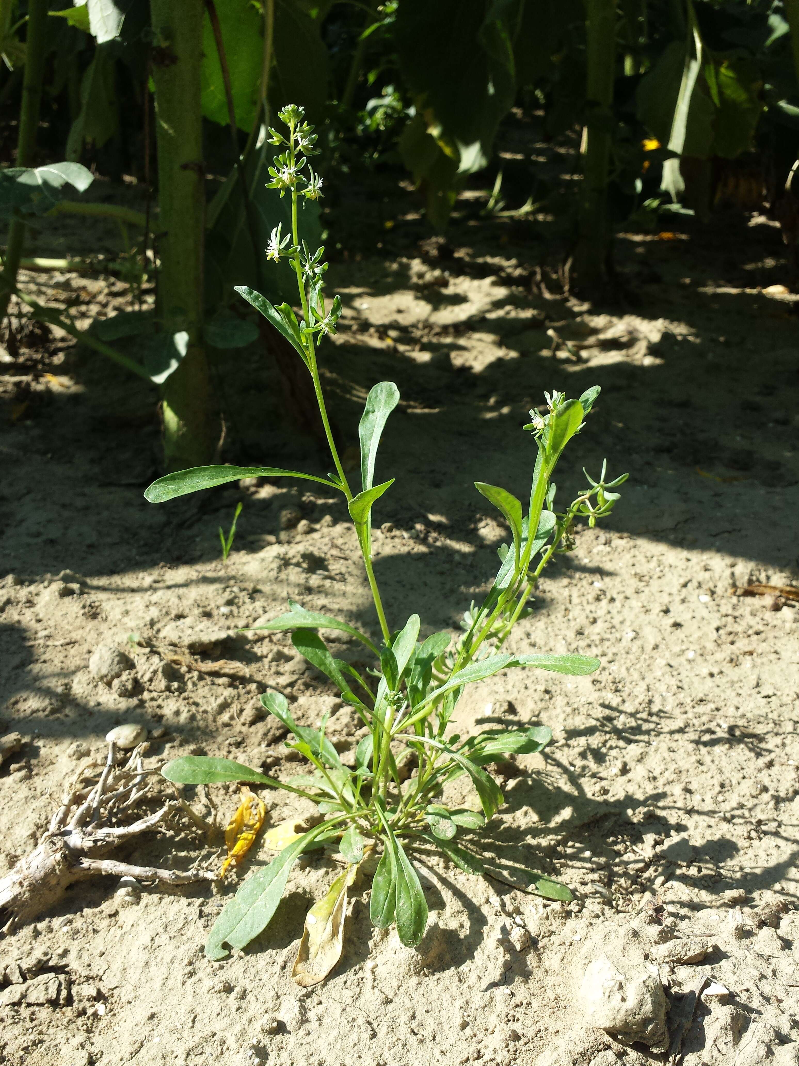 Image of rampion mignonette