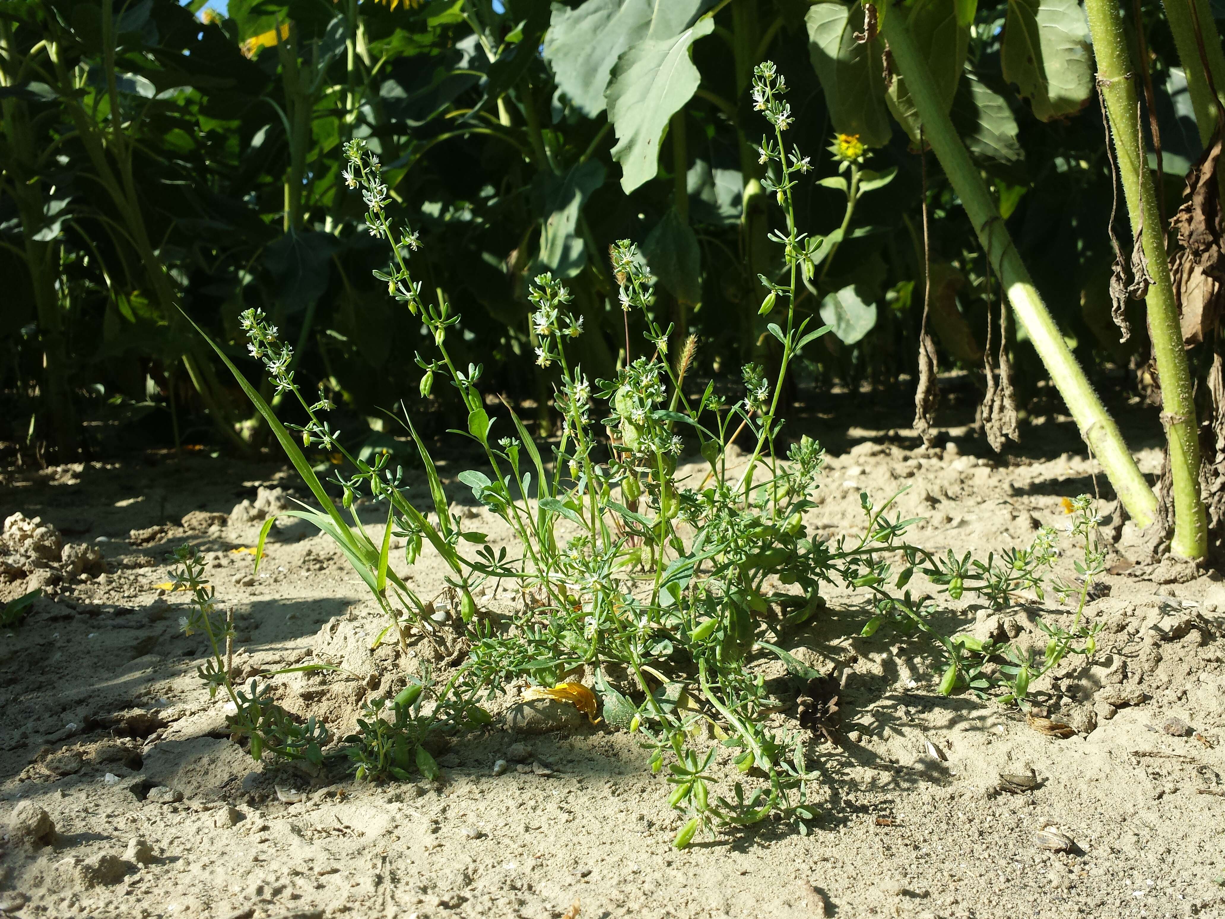 Image of rampion mignonette