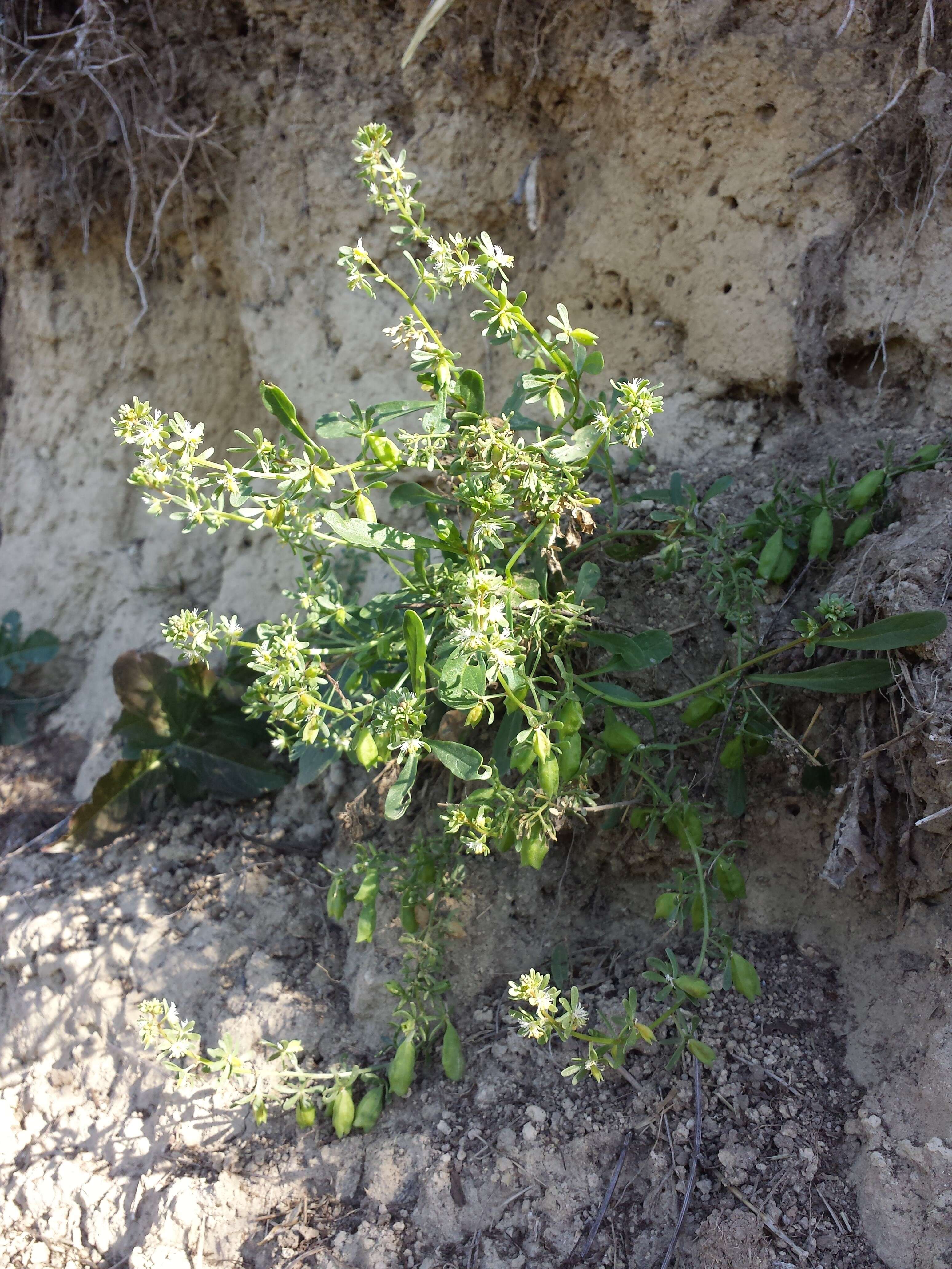 Image of rampion mignonette