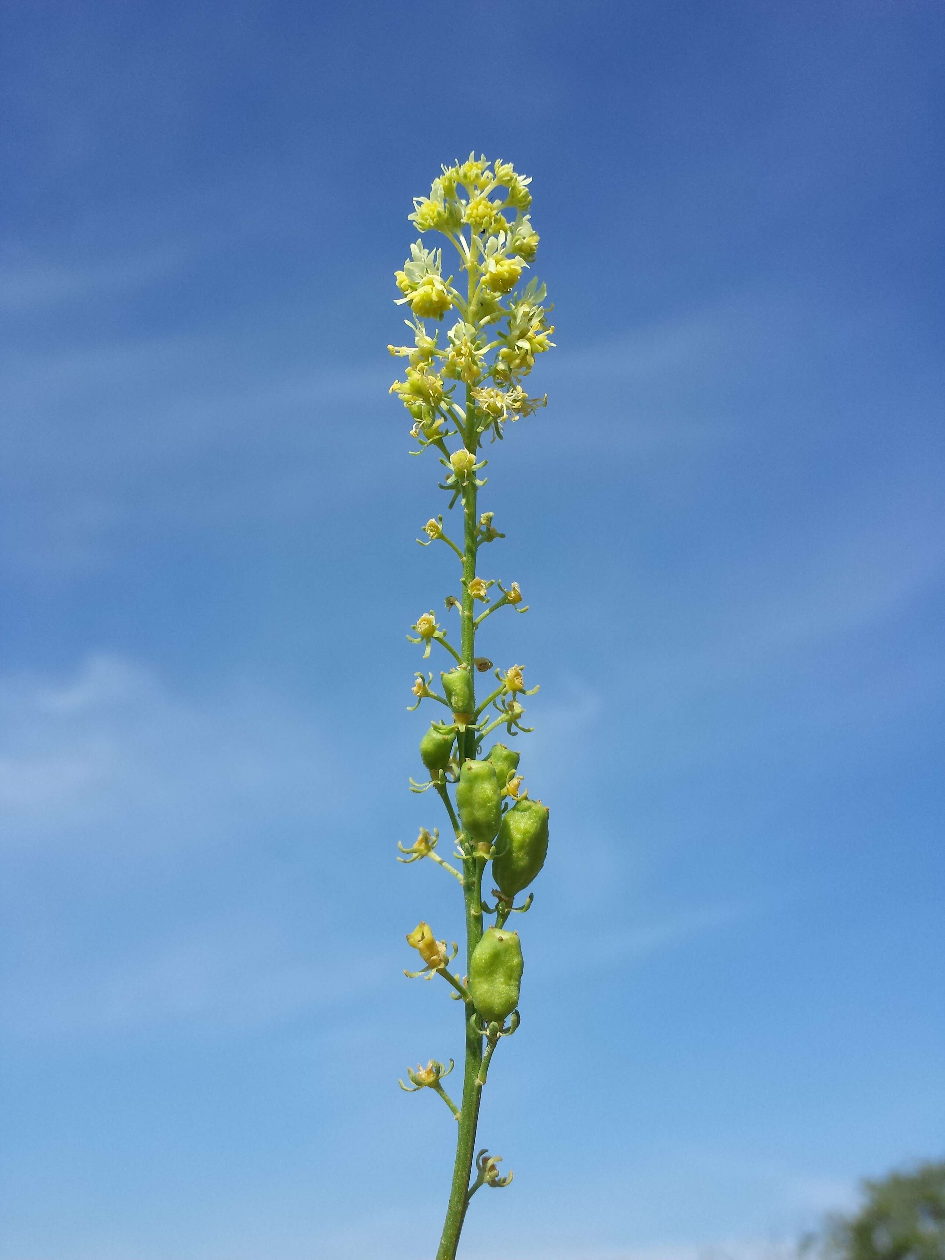 Слика од Reseda lutea L.