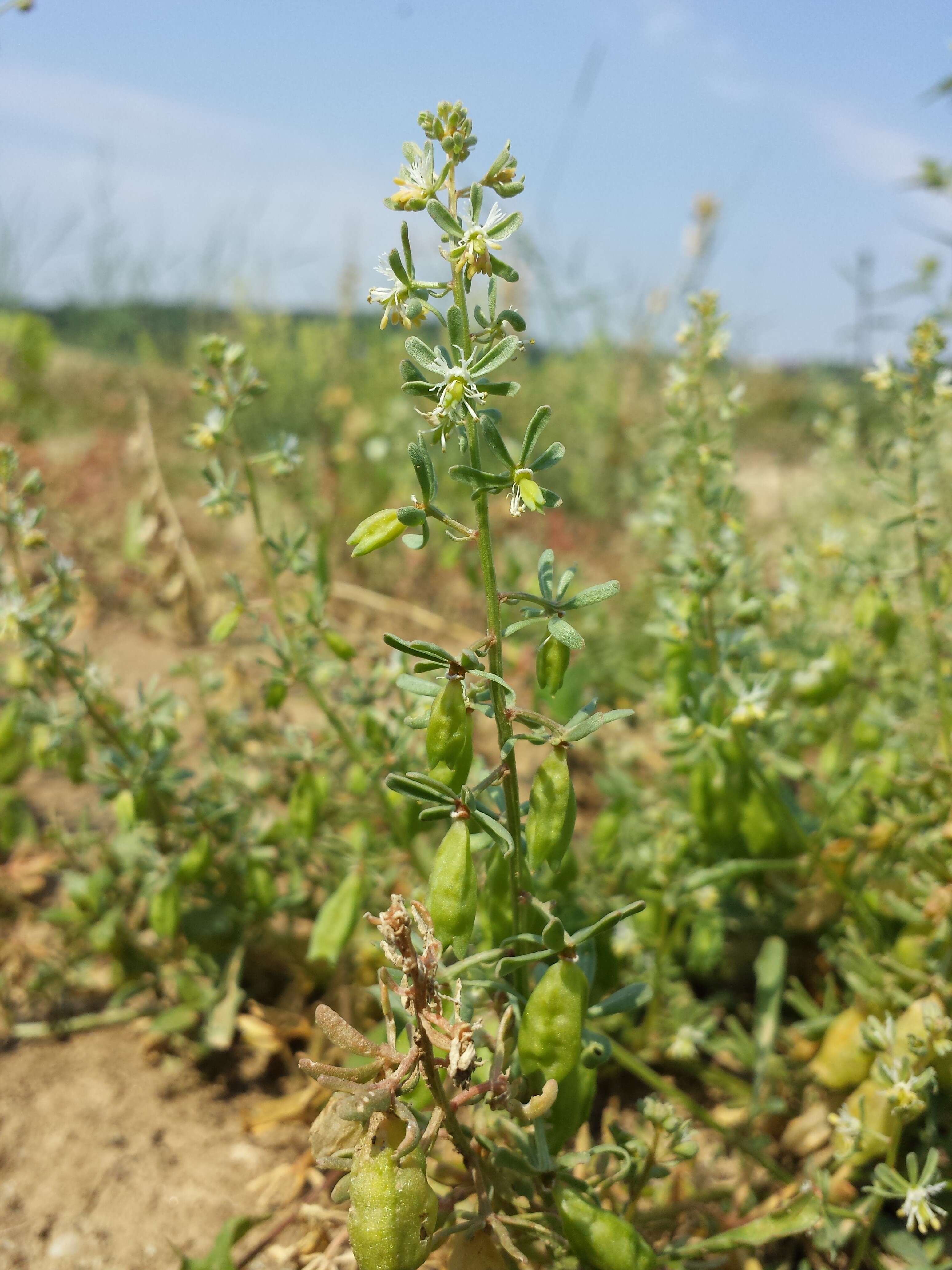 Image of rampion mignonette