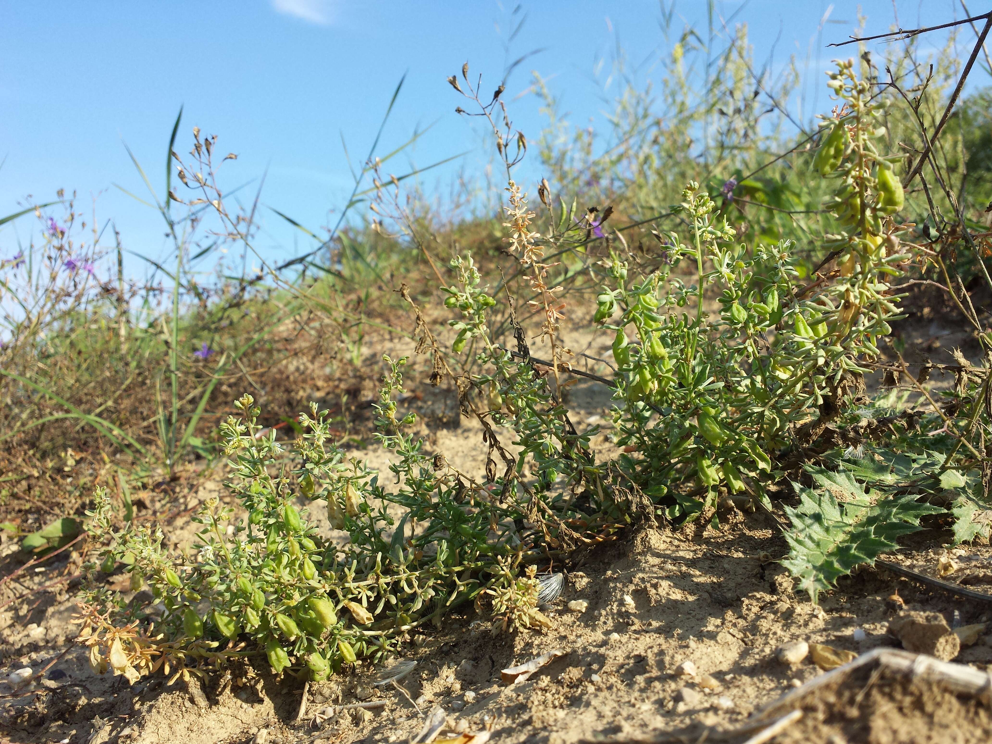 Image of rampion mignonette