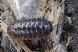 Image of Pill woodlouse