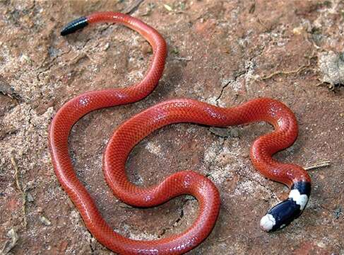 Image of Reinhardt's Burrowing Snake