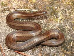 Image of Brazilian Burrowing Snake