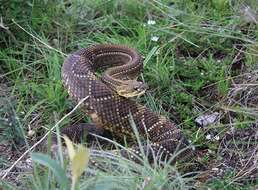 Image of Cascabel Rattlesnake