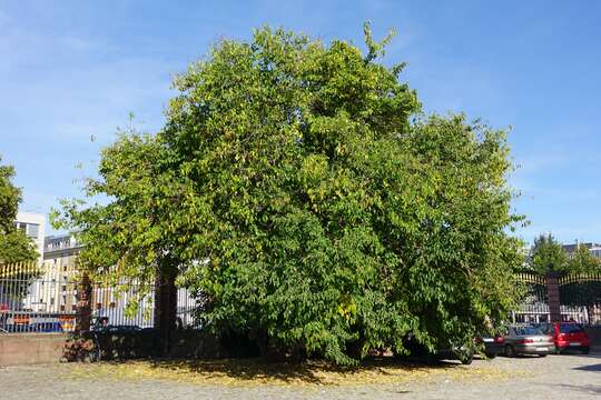 Image of white mulberry