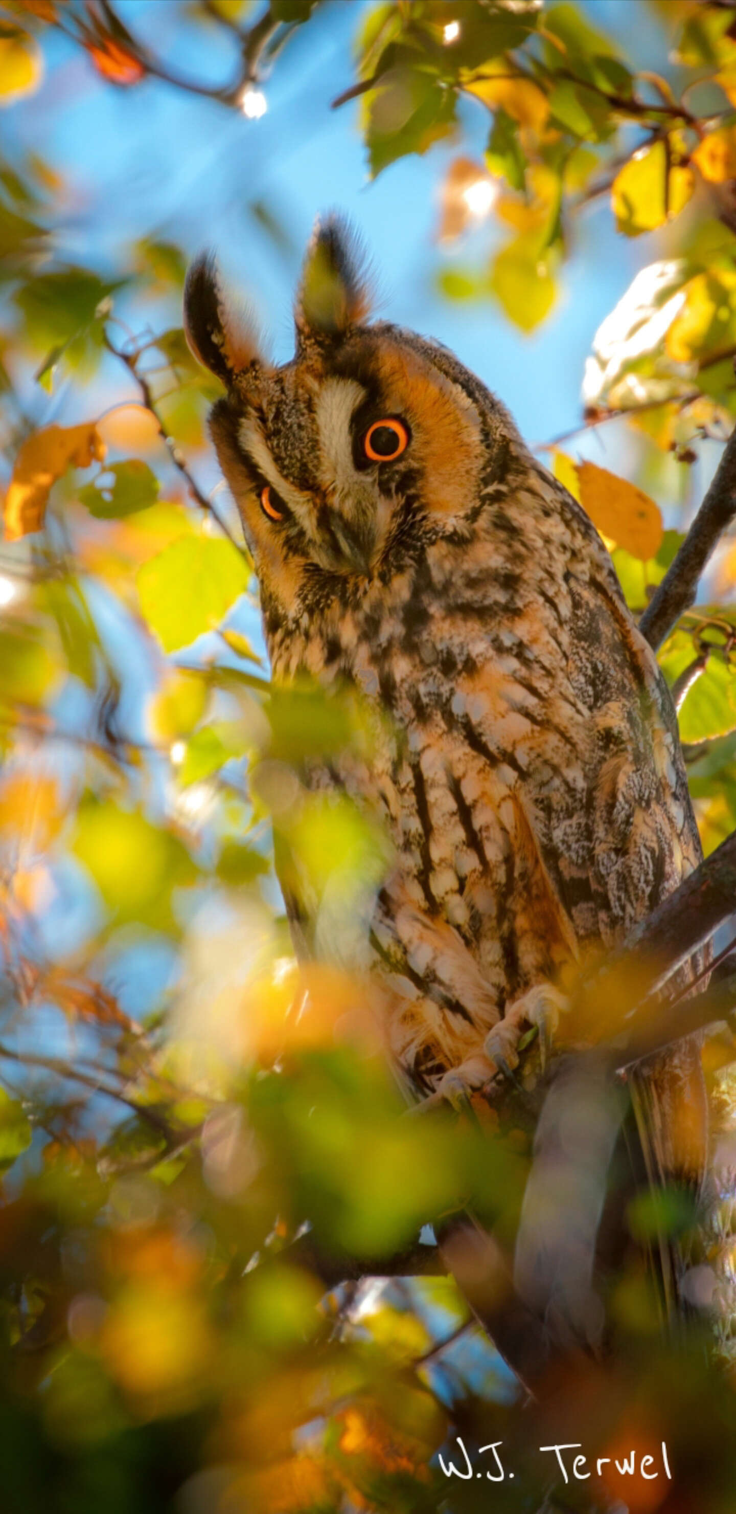 Image of Long-eared Owl