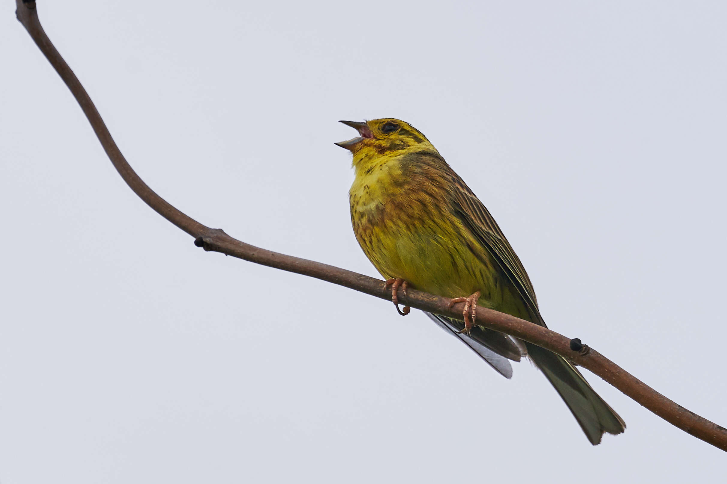 Image of Yellowhammer