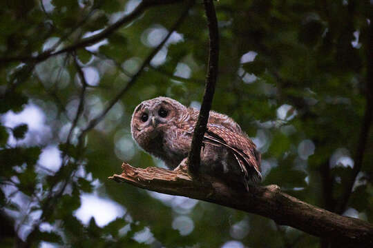 Image of Tawny Owl