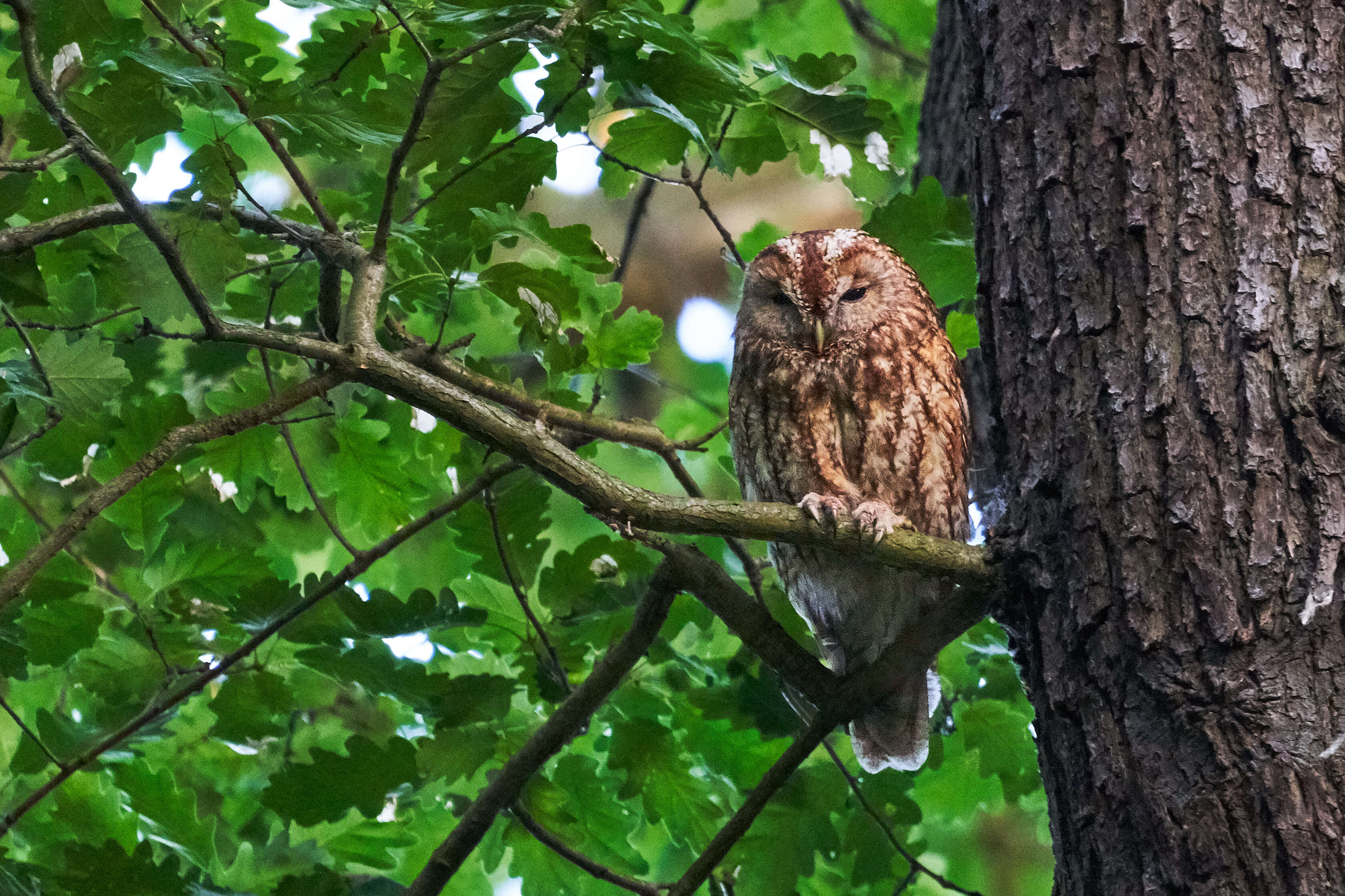 Image of Tawny Owl