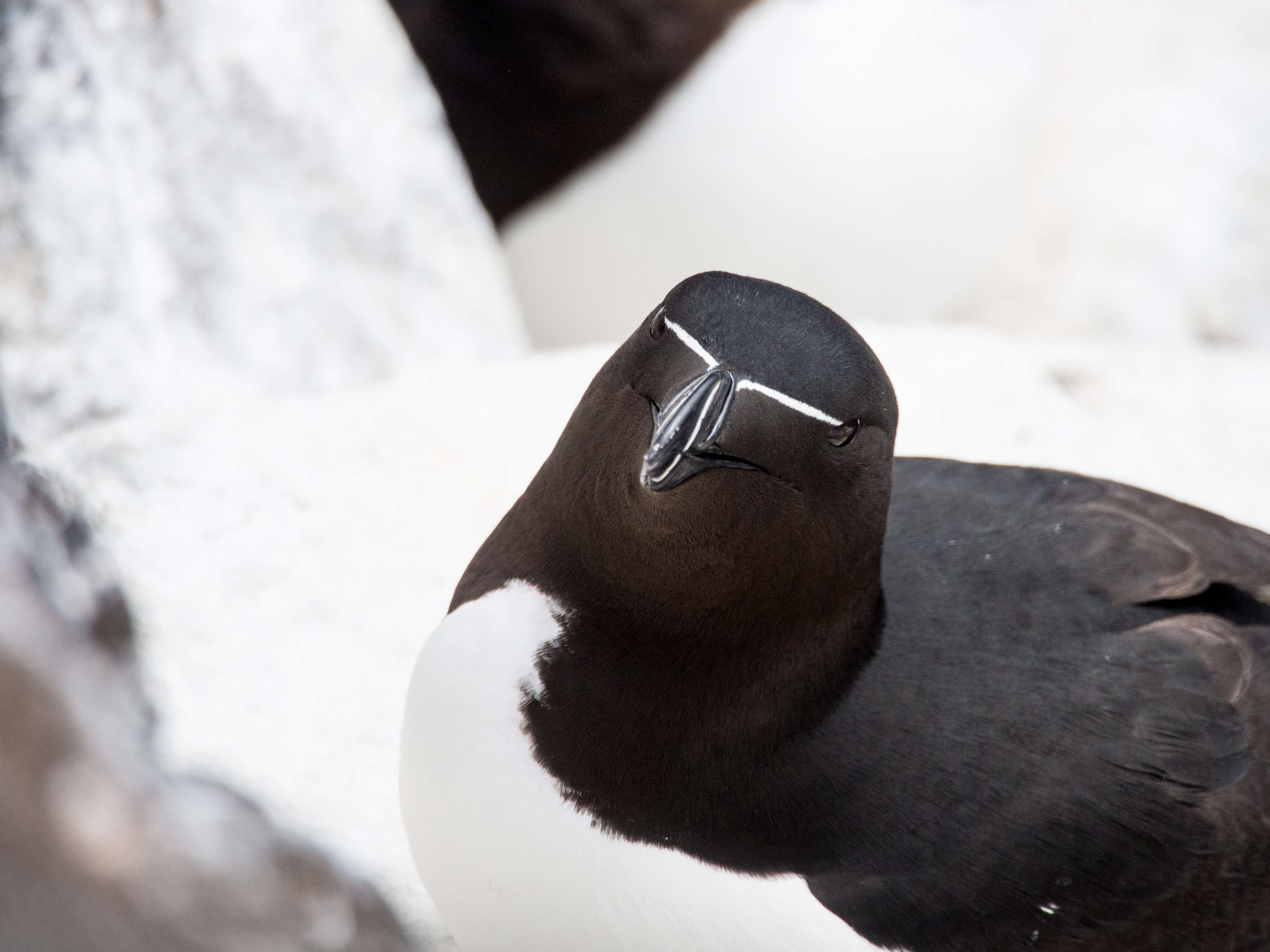 Image of Lesser auk