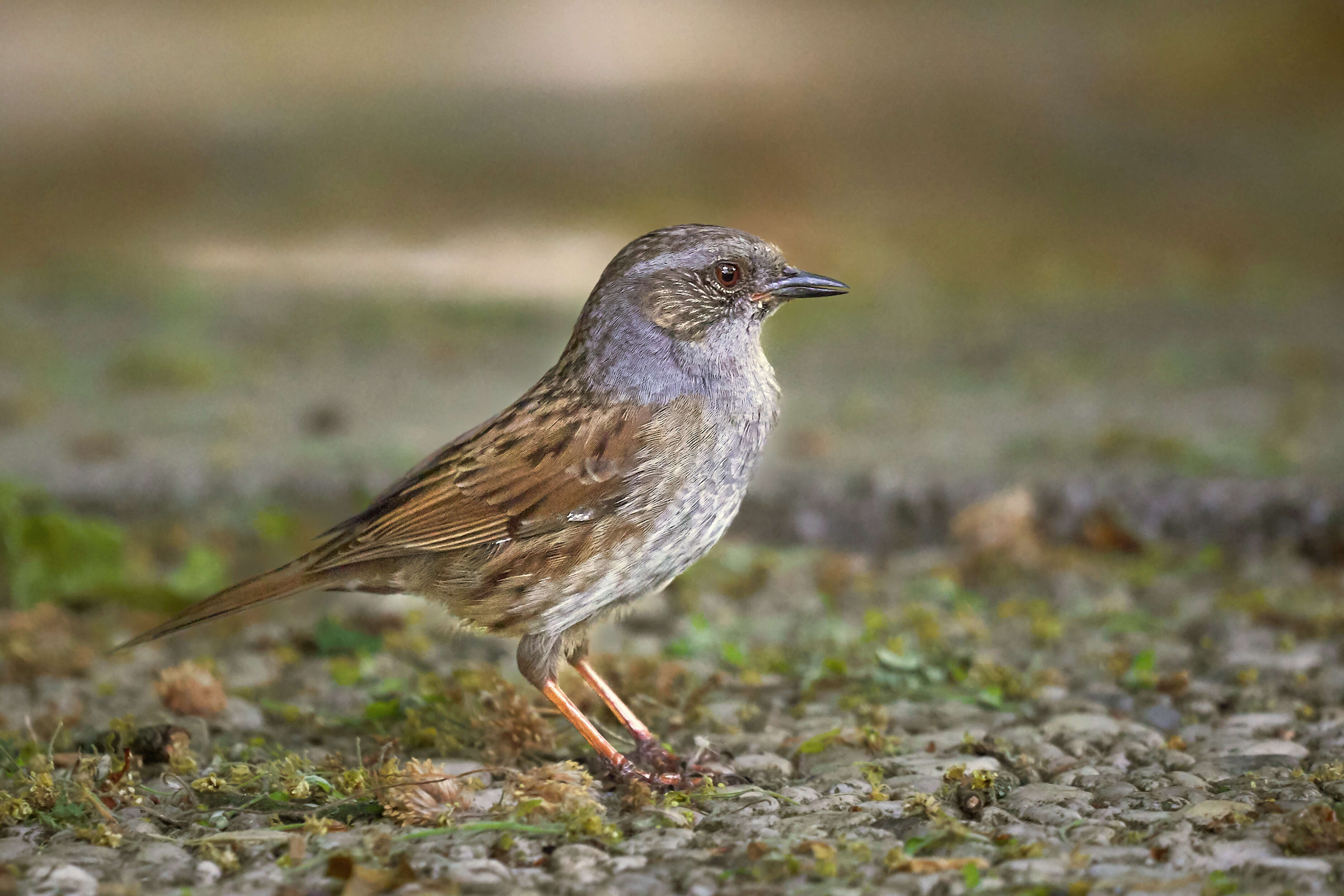 Image of Dunnock