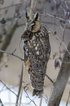 Image of Long-eared Owl