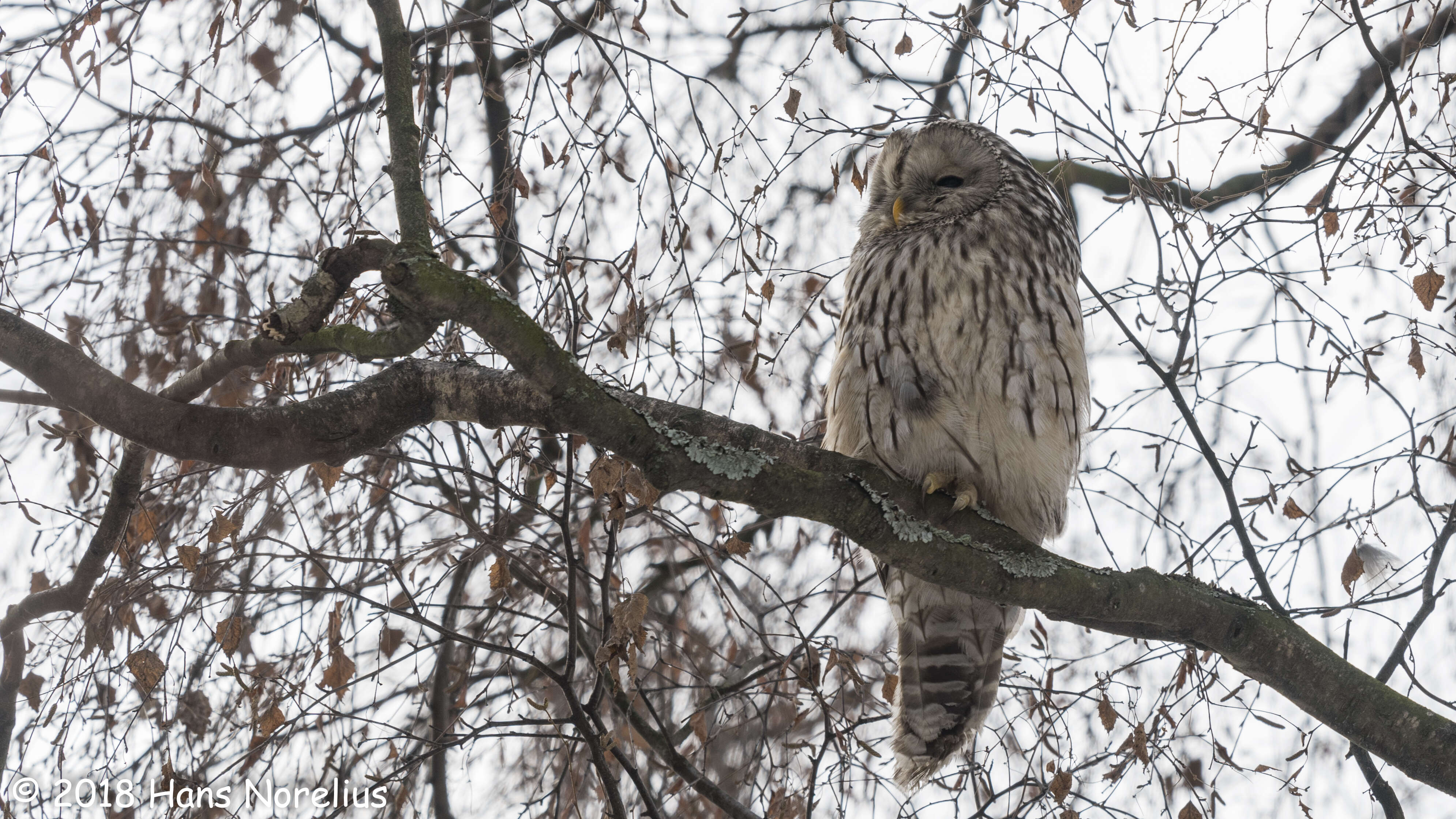 Image of Ural Owl