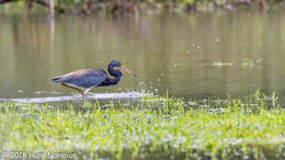 Image de Aigrette tricolore