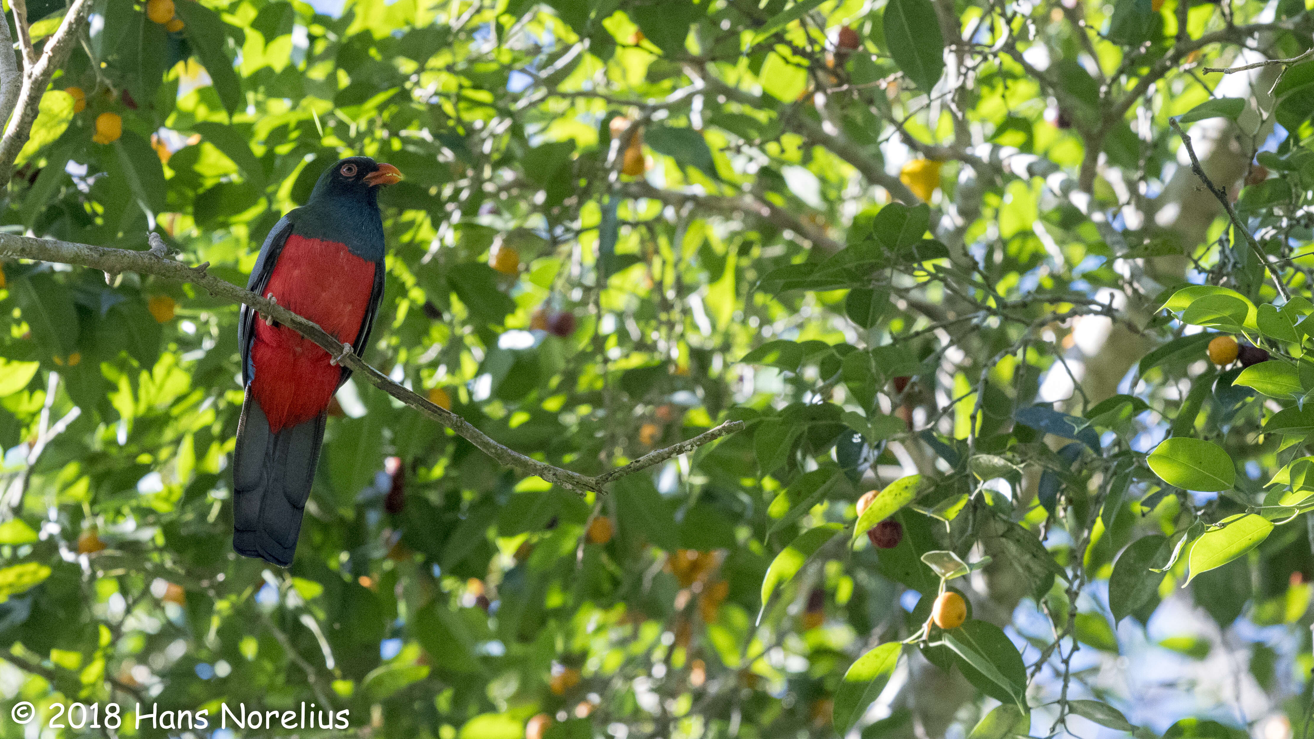 Imagem de Trogon massena Gould 1838