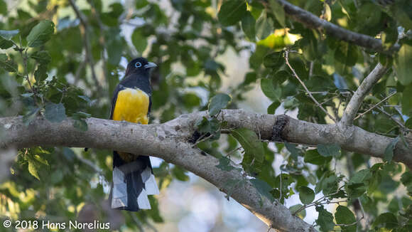 صورة Trogon melanocephalus Gould 1836