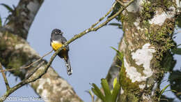 صورة Trogon melanocephalus Gould 1836