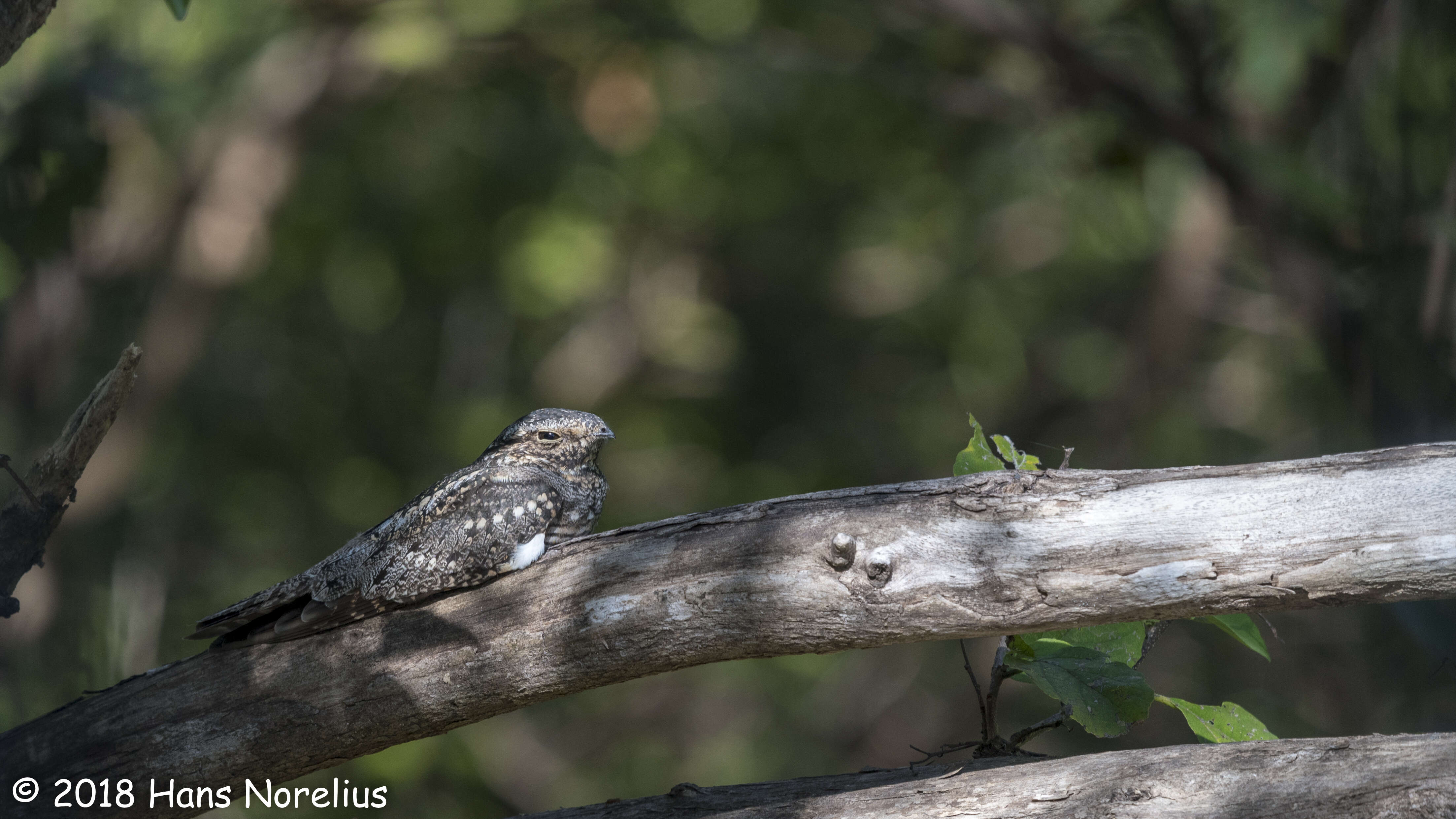 Image of Lesser Nighthawk