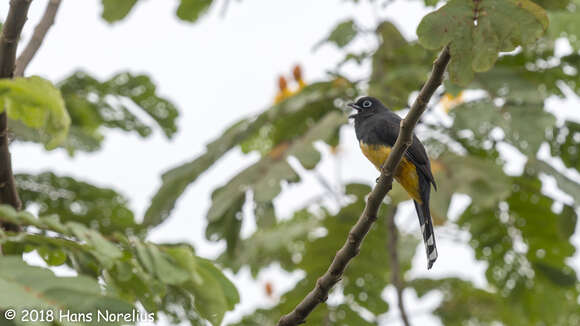 Imagem de Trogon melanocephalus Gould 1836