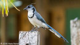 Image of Magpie-jay