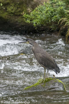 Image of Fasciated Tiger Heron