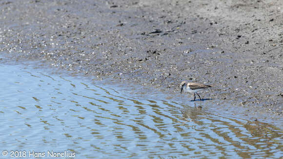 Image of Western Sandpiper