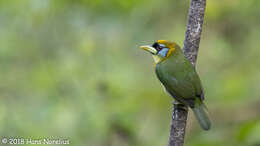 Image of Red-headed Barbet