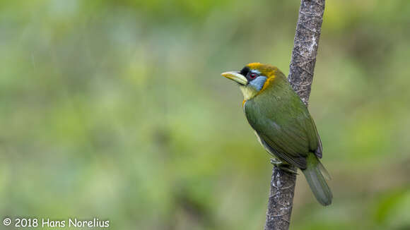 Image of Red-headed Barbet