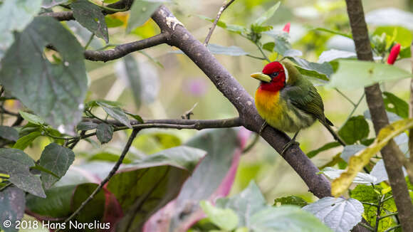 Image of Red-headed Barbet