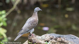 صورة Patagioenas cayennensis (Bonnaterre 1792)